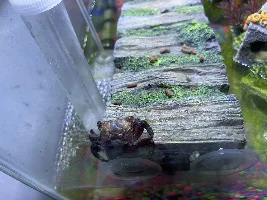 Not sure what’s happing with my red claw crab and I’m freaking out.!!!