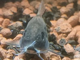white substance around cory's mouth?