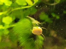 Dd's Tanks And Fish