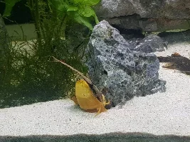 22 gallon community tank