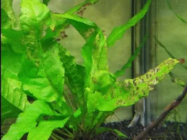 Anubias and Java Fern holes in leaves?