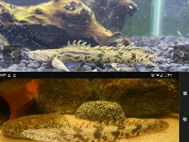 ID BICHIR? PLS? :(:
