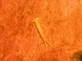 Is This A Damselfly Larvae?