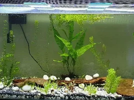 Aquarium updates and intended fish.