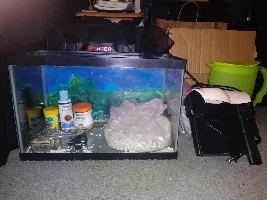 Splitting freshwater stock between 3 gallon and new 5 gallon