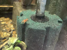 The "dump tank" community tank