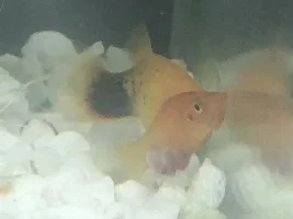 Platy help needed please!