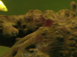 Growth on driftwood