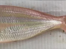 Can anbody help me identify these fishes?