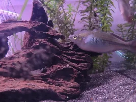 Sunset dwarf rainbowfish