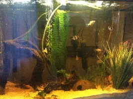 Get rid of tiger barbs, or just let the be?