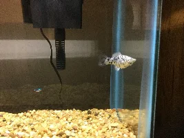 Apparently I brought home a pregnant Molly