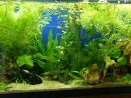 55Gal Goal Is Planted, Peaceful