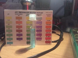 Help! Shrimp Acting Weird - Dying and Krib fry dying
