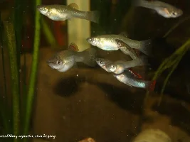 New fish mom. Help!