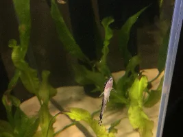 Planted Pea Puffer Savannah