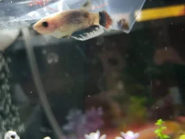 Is my betta sick or is this just his coloring?