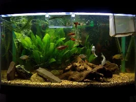 My Tank Almost Happy.