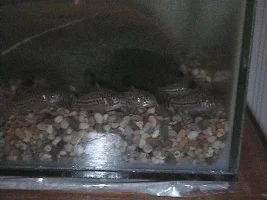 Pictures of my aquarium