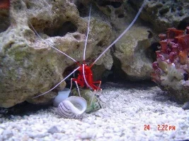 shrimpy