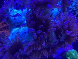 Elegence and Meat Coral for sale $49 +/-