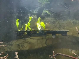 New Way to Grow Java Fern?