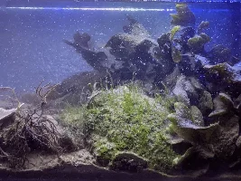 Does anyone have/know about coldwater marine aquariums?