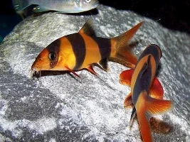 Clown Loaches.