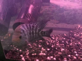 Is this a Flowerhorn? (HELP)