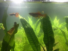 Is my Swordtail pregnant If so how long until she gives birth?