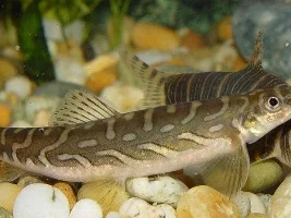 cute loaches