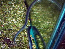 Can Anyone ID this Fish?