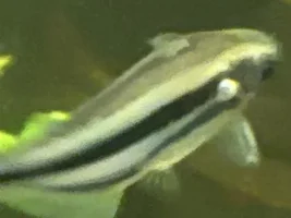 Any idea what this is on my African 3 lined glass cat???