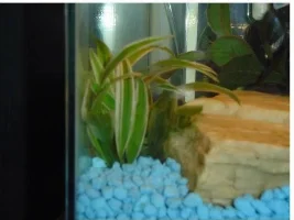 what type of plants?