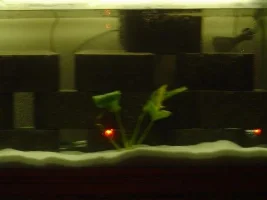 Wild African tank