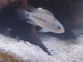 Baby apisto. Boy or girl?