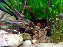 Small asian foreground plant?