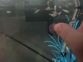 35 day old molly  update