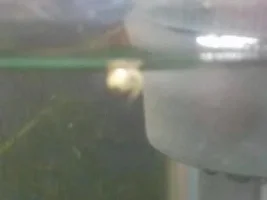 Looking For Help