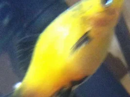 Sunset Platy