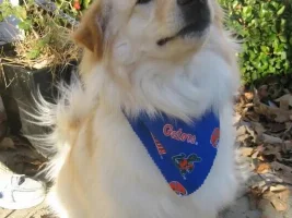 2014 - Pet Of The Year Voting Poll