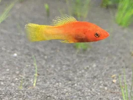What fish is this ??