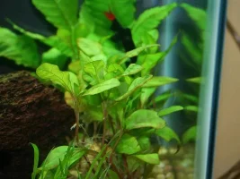 First Planted Tank