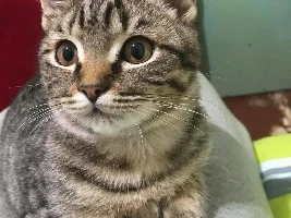 Pet pics