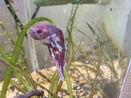 Fin rot? Ammonia burn? Both? Please help, emergency