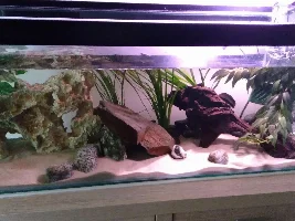 New to keeping fish - Do I have any issues?