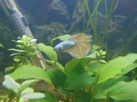 Meet Eventide