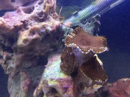 29g Saltwater Nano Tank