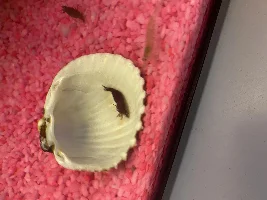 Is my shrimp dead?