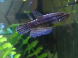 New Girls!